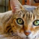 cat on carpet