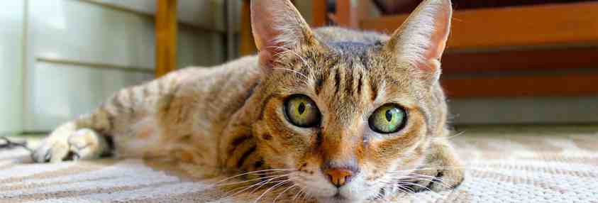 cat on carpet