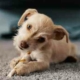 little dog on carpet