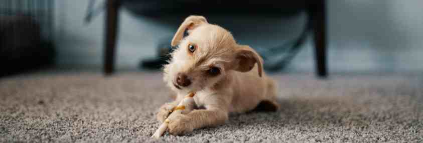 little dog on carpet