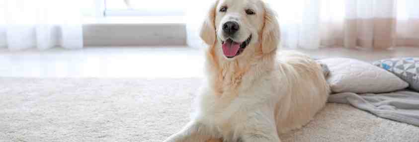 dog on white carpet