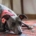 dog on rug