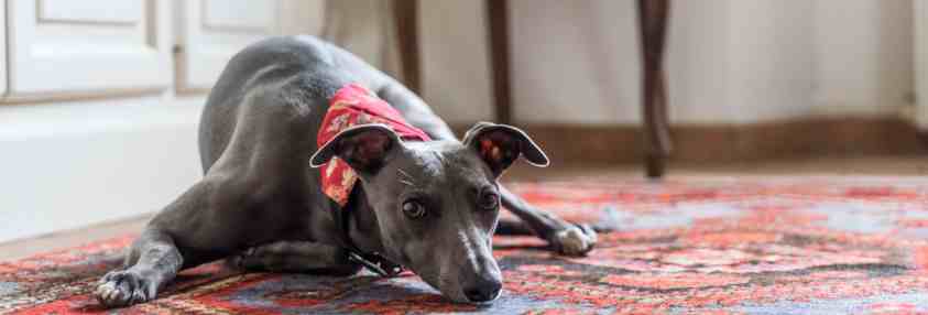 dog on rug