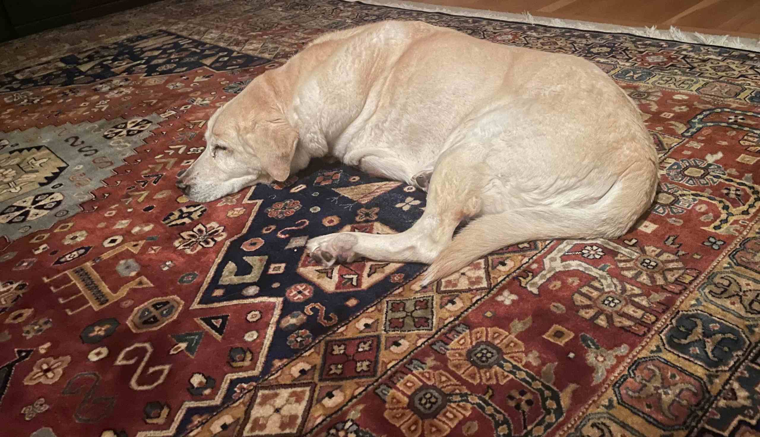 dog on carpet