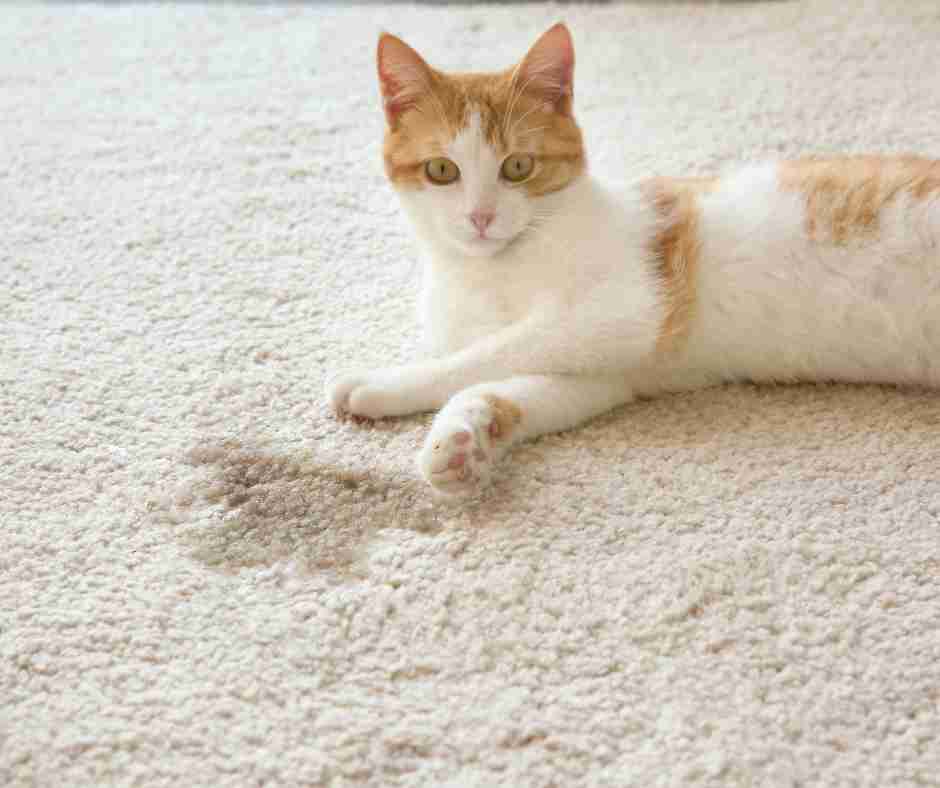 cat urine on carpet