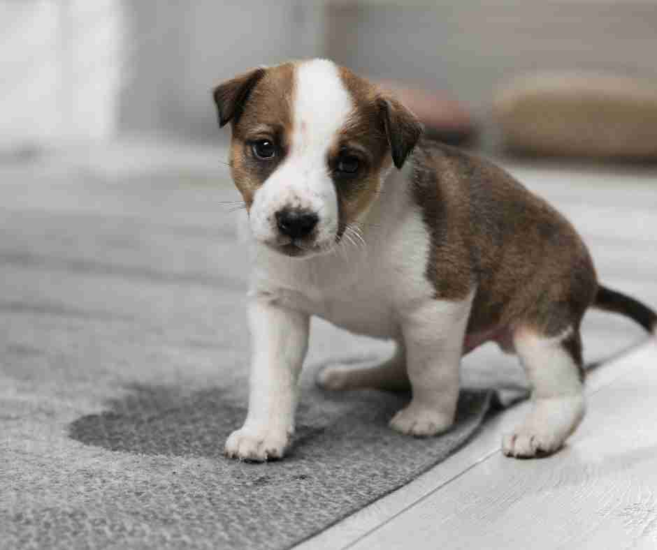 puppy urine on rug