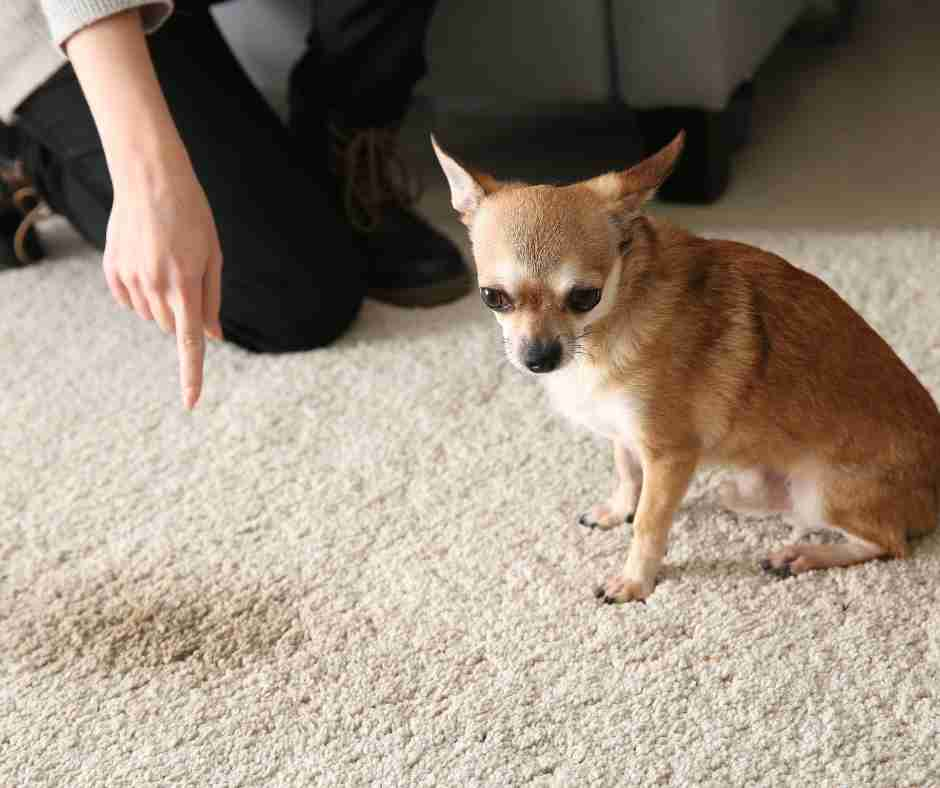 scolding dog that just urinated on carpet